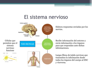 El sistema nervioso
SISTEMA
NERVIOSO
SISTEMA
NERVIOSO
CENTRAL
(SNC)
NERVIOS
Elabora respuestas enviadas por los
nervios.
Largas fibras de tejido nervioso que
transmiten la información desde
todos los órganos del cuerpo al SNC
y viceversa.
Recibe información del entorno y
envía información a los órganos
para que respondan ante dichas
informaciones.
NEURONAS
Células que
permiten que el
sistema
nervioso
funcione
 