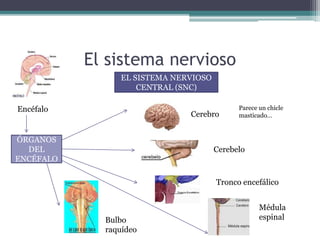 El sistema nervioso
EL SISTEMA NERVIOSO
CENTRAL (SNC)
ÓRGANOS
DEL
ENCÉFALO
Cerebro
Parece un chicle
masticado…
Cerebelo
Tronco encefálico
Médula
espinalBulbo
raquídeo
Encéfalo
 