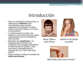 Introducción
• Una vez recibida la información, se
elaboran las órdenes más
convenientes para nuestro
organismo (ej: detectar el sabor,
sentir el roce del objeto, ir a tomar
un piscolabis).
• La información se envía a los
órganos y a los músculos, los cuales
reaccionarán una vez recibida la
información.
• Ejemplos de reacciones: La
lengua prueba el limón, los
receptores de la lengua transmiten
la información al cerebro y éste
reacciona, transmitiendo un
mensaje de voz: “Esto sabe muy
ácido”.
• Estas acciones reciben el nombre de
actos nerviosos.
¡Puaj! ¡Sabe a
rayos fritos!
¿Quién se ha tirado
un pedo?
¡Qué dedos más suaves tienes!
 