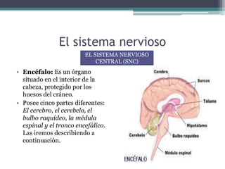 El sistema nervioso
• Encéfalo: Es un órgano
situado en el interior de la
cabeza, protegido por los
huesos del cráneo.
• Posee cinco partes diferentes:
El cerebro, el cerebelo, el
bulbo raquídeo, la médula
espinal y el tronco encefálico.
Las iremos describiendo a
continuación.
EL SISTEMA NERVIOSO
CENTRAL (SNC)
 