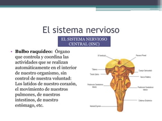 El sistema nervioso
• Bulbo raquídeo: Órgano
que controla y coordina las
actividades que se realizan
automáticamente en el interior
de nuestro organismo, sin
control de nuestra voluntad:
Los latidos de nuestro corazón,
el movimiento de nuestros
pulmones, de nuestros
intestinos, de nuestro
estómago, etc.
EL SISTEMA NERVIOSO
CENTRAL (SNC)
 