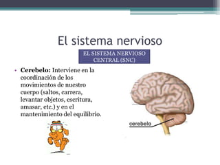 El sistema nervioso
• Cerebelo: Interviene en la
coordinación de los
movimientos de nuestro
cuerpo (saltos, carrera,
levantar objetos, escritura,
amasar, etc.) y en el
mantenimiento del equilibrio.
EL SISTEMA NERVIOSO
CENTRAL (SNC)
 
