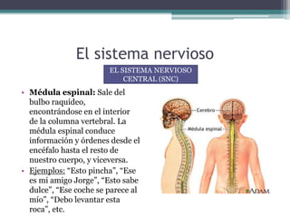 El sistema nervioso
• Médula espinal: Sale del
bulbo raquídeo,
encontrándose en el interior
de la columna vertebral. La
médula espinal conduce
información y órdenes desde el
encéfalo hasta el resto de
nuestro cuerpo, y viceversa.
• Ejemplos: “Esto pincha”, “Ese
es mi amigo Jorge”, “Esto sabe
dulce”, “Ese coche se parece al
mío”, “Debo levantar esta
roca”, etc.
EL SISTEMA NERVIOSO
CENTRAL (SNC)
 