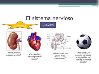 El sistema nervioso
NERVIOS
“Riñón, cabrón,
prepara la orina”
EJEMPLOS
“Corazón, late
para impulsar la
sangre”
“Menuda chica más
guapa. Pene,
erecciónate.”
“Pie y pierna, os
necesito para darle
una patada a ese
balón y marcar el
penalty”
 