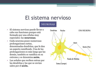 El sistema nervioso
• El sistema nervioso puede llevar a
cabo sus funciones porque está
formado por una células muy
especiales: las neuronas.
• Cada neurona posee numerosas
prolongaciones cortas,
denominadas dendritas, que le dan
un aspecto ramificado. Una de las
prolongaciones es más larga que las
demás, también se ramifica en su
extremo y se denomina axón.
• Las señales que reciben entran por
las dendritas y las que se envían
salen por el axón.
NEURONAS
 