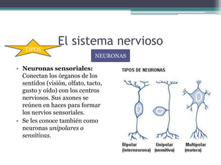 El sistema nervioso
• Neuronas sensoriales:
Conectan los órganos de los
sentidos (visión, olfato, tacto,
gusto y oído) con los centros
nerviosos. Sus axones se
reúnen en haces para formar
los nervios sensoriales.
• Se les conoce también como
neuronas unipolares o
sensitivas.
NEURONAS
TIPOS
 