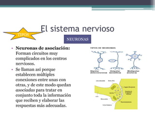 El sistema nervioso
• Neuronas de asociación:
Forman circuitos muy
complicados en los centros
nerviosos.
• Se llaman así porque
establecen múltiples
conexiones entre unas con
otras, y de este modo quedan
asociadas para tratar en
conjunto toda la información
que reciben y elaborar las
respuestas más adecuadas.
NEURONAS
TIPOS
 