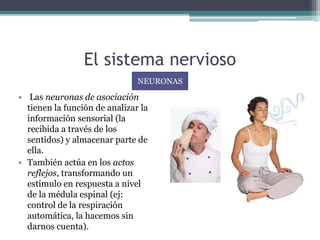El sistema nervioso
• Las neuronas de asociación
tienen la función de analizar la
información sensorial (la
recibida a través de los
sentidos) y almacenar parte de
ella.
• También actúa en los actos
reflejos, transformando un
estímulo en respuesta a nivel
de la médula espinal (ej:
control de la respiración
automática, la hacemos sin
darnos cuenta).
NEURONAS
 