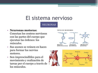El sistema nervioso
• Neuronas motoras:
Conectan los centros nerviosos
con las partes del cuerpo que
ejecutan las órdenes: los
músculos.
• Sus axones se reúnen en haces
para formar los nervios
motores.
• Son imprescindibles para el
movimiento y realización de
tareas por el cuerpo a través de
los músculos.
NEURONAS
 