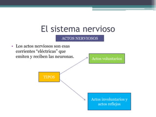 El sistema nervioso
• Los actos nerviosos son esas
corrientes “eléctricas” que
emiten y reciben las neuronas.
ACTOS NERVIOSOS
TIPOS
Actos voluntarios
Actos involuntarios y
actos reflejos
 