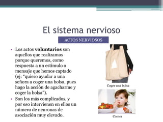 El sistema nervioso
• Los actos voluntarios son
aquellos que realizamos
porque queremos, como
respuesta a un estímulo o
mensaje que hemos captado
(ej: “quiero ayudar a una
señora a coger una bolsa, pues
hago la acción de agacharme y
coger la bolsa”).
• Son los más complicados, y
por eso intervienen en ellos un
número de neuronas de
asociación muy elevado.
ACTOS NERVIOSOS
Coger una bolsa
Comer
 