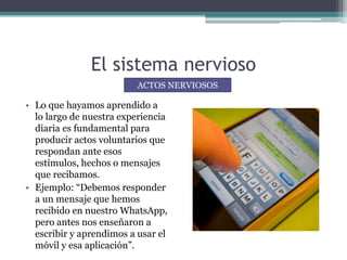 El sistema nervioso
• Lo que hayamos aprendido a
lo largo de nuestra experiencia
diaria es fundamental para
producir actos voluntarios que
respondan ante esos
estímulos, hechos o mensajes
que recibamos.
• Ejemplo: “Debemos responder
a un mensaje que hemos
recibido en nuestro WhatsApp,
pero antes nos enseñaron a
escribir y aprendimos a usar el
móvil y esa aplicación”.
ACTOS NERVIOSOS
 