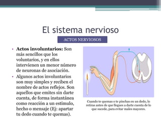 El sistema nervioso
• Actos involuntarios: Son
más sencillos que los
voluntarios, y en ellos
intervienen un menor número
de neuronas de asociación.
• Algunos actos involuntarios
son muy simples y reciben el
nombre de actos reflejos. Son
aquellos que emites sin darte
cuenta, de forma instantánea
como reacción a un estímulo,
hecho o mensaje (Ej: apartar
tu dedo cuando te quemas).
ACTOS NERVIOSOS
Cuando te quemas o te pinchas en un dedo, lo
retiras antes de que llegues a darte cuenta de lo
que sucede, para evitar males mayores.
 