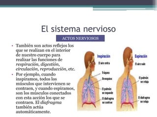 El sistema nervioso
• También son actos reflejos los
que se realizan en el interior
de nuestro cuerpo para
realizar las funciones de
respiración, digestión,
circulación, reproducción, etc.
• Por ejemplo, cuando
inspiramos, todos los
músculos que intervienen se
contraen, y cuando espiramos,
son los músculos conectados
con esta acción los que se
contraen. El diafragma
también actúa
automáticamente.
ACTOS NERVIOSOS
 