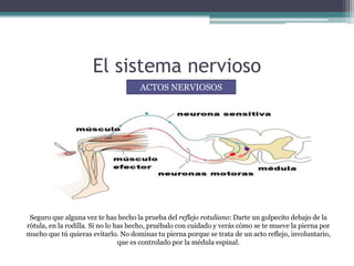 El sistema nervioso
Seguro que alguna vez te has hecho la prueba del reflejo rotuliano: Darte un golpecito debajo de la
rótula, en la rodilla. Si no lo has hecho, pruébalo con cuidado y verás cómo se te mueve la pierna por
mucho que tú quieras evitarlo. No dominas tu pierna porque se trata de un acto reflejo, involuntario,
que es controlado por la médula espinal.
ACTOS NERVIOSOS
 
