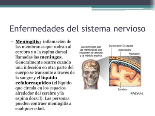 Enfermedades del sistema nervioso
• Meningitis: inflamación de
las membranas que rodean al
cerebro y a la espina dorsal
llamadas las meninges.
Generalmente ocurre cuando
una infección en otra parte del
cuerpo se transmite a través de
la sangre y el líquido
cefalorraquídeo (el líquido
que circula en los espacios
alrededor del cerebro y la
espina dorsal). Las personas
pueden contraer meningitis a
cualquier edad.
 