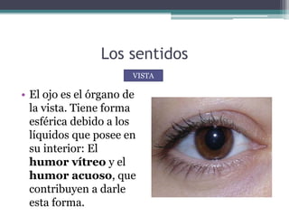Los sentidos
• El ojo es el órgano de
la vista. Tiene forma
esférica debido a los
líquidos que posee en
su interior: El
humor vítreo y el
humor acuoso, que
contribuyen a darle
esta forma.
VISTA
 