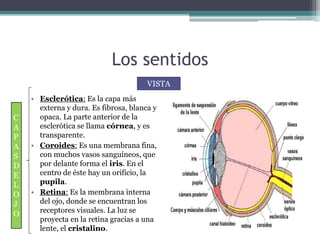 Los sentidos
• Esclerótica: Es la capa más
externa y dura. Es fibrosa, blanca y
opaca. La parte anterior de la
esclerótica se llama córnea, y es
transparente.
• Coroides: Es una membrana fina,
con muchos vasos sanguíneos, que
por delante forma el iris. En el
centro de éste hay un orificio, la
pupila.
• Retina: Es la membrana interna
del ojo, donde se encuentran los
receptores visuales. La luz se
proyecta en la retina gracias a una
lente, el cristalino.
VISTA
C
A
P
A
S
D
E
L
O
J
O
 