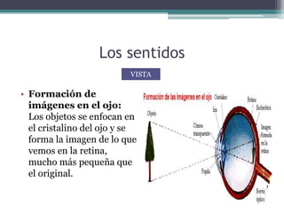Los sentidos
• Formación de
imágenes en el ojo:
Los objetos se enfocan en
el cristalino del ojo y se
forma la imagen de lo que
vemos en la retina,
mucho más pequeña que
el original.
VISTA
 