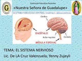 TEMA: EL SISTEMA NERVIOSO
Lic. De LA Cruz Valenzuela, Yenny Zujeyli
Institución Educativa Particular
«Nuestra Señora de Guadalupe»
 