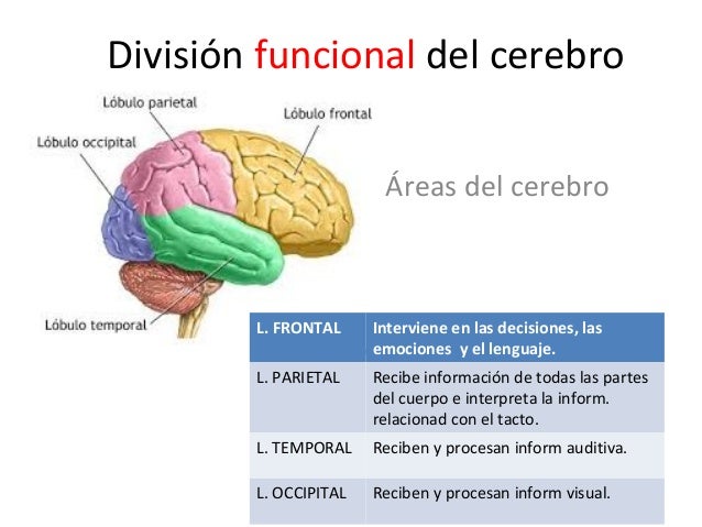 El sistema nervioso. 6º
