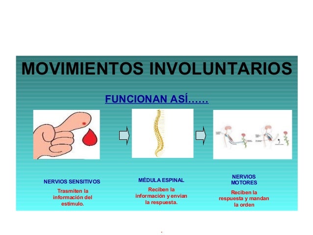 Movimientos Voluntarios E Involuntarios Sistema Nervioso