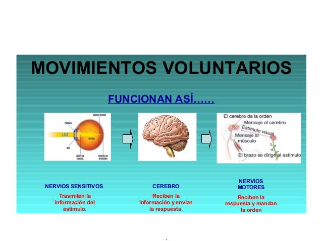 El sistema nervioso