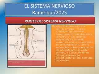 EL SISTEMA NERVIOSO
Ramiriqui/2025
PARTES DEL SISTEMA NERVIOSO
 