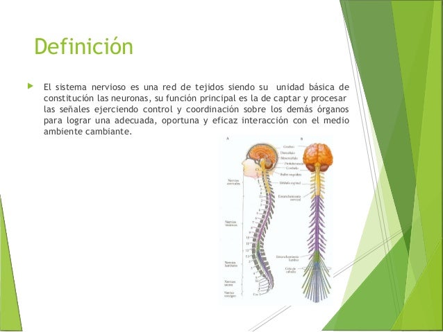 El sistema nervioso.