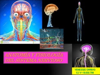 ANATOMÍA Y FISIOLOGÍA
DEL SISTEMA NERVIOSO
YENESSIS ORRIVO
C.I V-19.032.756
 