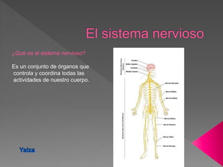 ¿Qué es el sistema nervioso?
Es un conjunto de órganos que
controla y coordina todas las
actividades de nuestro cuerpo.
 