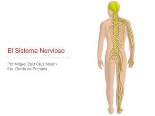El Sistema Nervioso
Por Miguel Zaid Cruz Morán
6to. Grado de Primaria
 