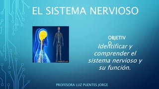 EL SISTEMA NERVIOSO
PROFESORA LUZ PUENTES JORGE
Identificar y
comprender el
sistema nervioso y
su función.
OBJETIV
O
 