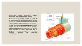 ◦ Determinados plexos desempeñan papeles
importantes en el sistema nervioso entérico.
◦ El plexo mientérico, también llamado de Auerbach,
es una red de fibras nerviosas y pequeños ganglios
situados en el plano comprendido entre las capas de
músculo longitudinal y circular externo del intestino.
◦ El plexo submucoso (plexo de Meissner) consta de
cuerpos de células nerviosas, células gliales y
expansiones gliales y neuronales, pero no contiene
tejido conjuntivo ni vasos sanguíneos. En los
ganglios, numerosas prolongaciones neuronales
contienen vesículas que almacenan
neurotransmisores.
 