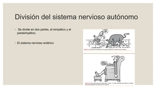 División del sistema nervioso autónomo
◦ Se divide en dos partes, el simpático y el
parasimpático.
◦ El sistema nervioso entérico
 