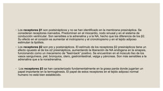◦ Los receptores β1 son postsinápticos y no se han identificado en la membrana presináptica. Se
consideran receptores inervados. Predominan en el miocardio, nodo sinusal y en el sistema de
conducción ventricular. Son sensibles a la adrenalina y a la NA, hecho que los diferencia de los β2.
Su efecto en el corazón es aumentar el inotropismo y el cronotropismo y en el tejido adiposo
estimulan la lipólisis.
◦ Los receptores β2 son pre y postsinápticos. El estímulo de los receptores β2 presinápticos tiene un
efecto opuesto al de los α2 presinápticos, aumentando la liberación de NA endógena en la sinapsis,
funcionando como un mecanismo de “feed-back” positivo. Se encuentran en el músculo liso de los
vasos sanguíneos, piel, bronquios, útero, gastrointestinal, vejiga y páncreas. Son más sensibles a la
adrenalina que a la noradrenalina.
◦ Los receptores β3 se han caracterizado fundamentalmente en la grasa parda donde jugarían un
papel importante en la termogénesis. El papel de estos receptores en el tejido adiposo normal
humano no está bien establecido.
 