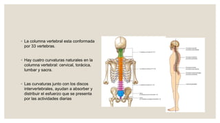 ◦ La columna vertebral esta conformada
por 33 vertebras.
◦ Hay cuatro curvaturas naturales en la
columna vertebral: cervical, torácica,
lumbar y sacra.
◦ Las curvaturas junto con los discos
intervertebrales, ayudan a absorber y
distribuir el esfuerzo que se presenta
por las actividades diarias
 