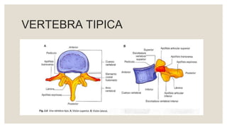 VERTEBRA TIPICA
 
