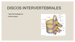 DISCOS INTERVERTEBRALES
◦ Tejido fibrocartilaginoso
◦ Núcleo pulposo
 