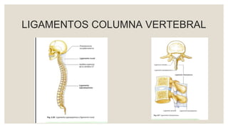 LIGAMENTOS COLUMNA VERTEBRAL
 