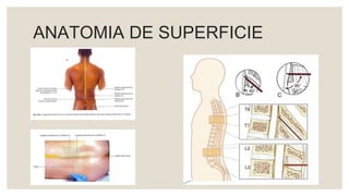 ANATOMIA DE SUPERFICIE
 