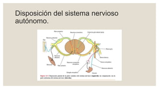 Disposición del sistema nervioso
autónomo.
 