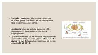 ◦ El impulso aferente se origina en los receptores
viscerales, y tiene un trayecto por las vías aferentes
hacia el sistema nervioso central.
◦ Las vías eferentes del sistema autónomo están
constituidas por neuronas preganglionares y
posganglionares.
◦ Los cuerpos celulares de las neuronas preganglionares
se encuentran en la columna gris lateral de la médula
espinal y a nivel de los núcleos motores de los nervios
craneales III, VII, IX y X.
 