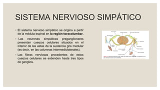 SISTEMA NERVIOSO SIMPÁTICO
◦ El sistema nervioso simpático se origina a partir
de la médula espinal en la región toracolumbar.
◦ Las neuronas simpáticas preganglionares
presentan cuerpos celulares situados en el
interior de las astas de la sustancia gris medular
(es decir, en las columnas intermediolaterales).
◦ Las fibras nerviosas procedentes de estos
cuerpos celulares se extienden hasta tres tipos
de ganglios.
 