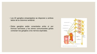 ◦ Los 22 ganglios emparejados se disponen a ambos
lados de la columna vertebral.
◦ Estos ganglios están conectados entre sí por
troncos nerviosos y los ramos comunicantes grises
conectan los ganglios a los nervios espinales.
 