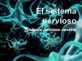 Sistema nervioso central
 