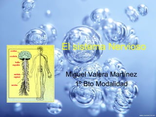 El sistema Nervioso Miguel Valera Martínez 1º Bto Modalidad 