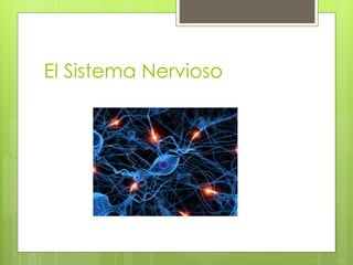 El Sistema Nervioso
 