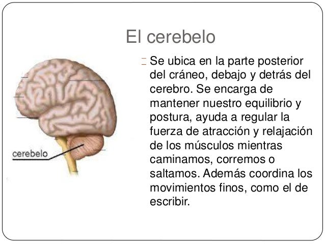 El sistema nervioso humano