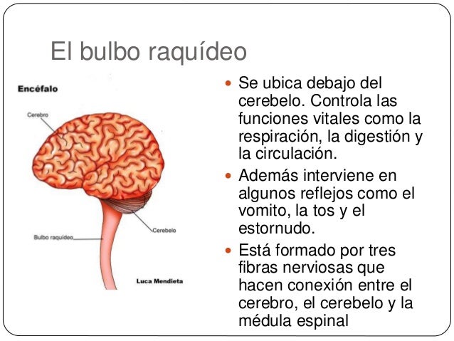 El sistema nervioso humano